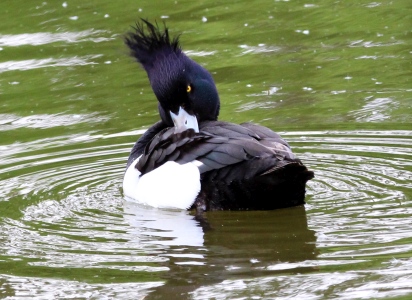 May : Bad hair day - Tufted Duck