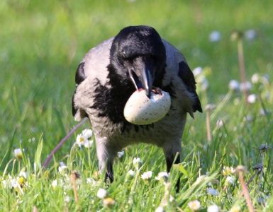 May : Hooded Crow - stealing a duck egg