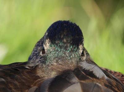 May : Mallard Duck - not all brown as they appear