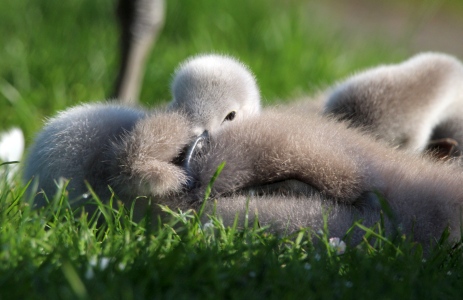 May : Swan cygnet pretending to be asleep