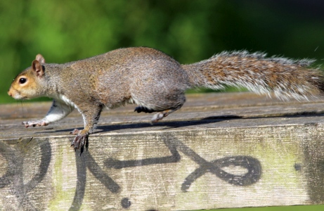 May : Grey Squirrel