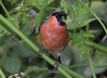 June : Bullfinch eatling leaves