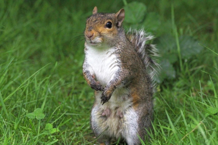 June : Grey Squirrel - female I presume