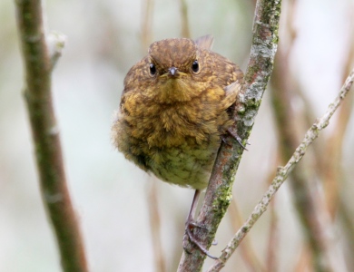 June : Wren juvenile