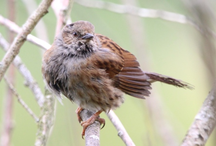 June : Dunnock juvenile