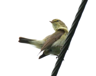 June : Willow Warbler