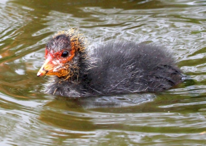 June : Coot chick, very young - only a mother could love that