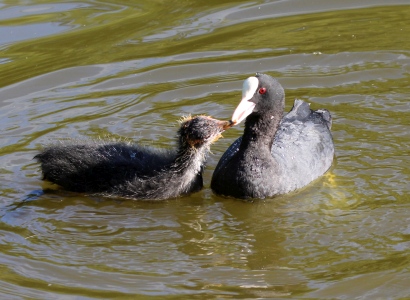 June : Not so young Coot chick being fed by parent