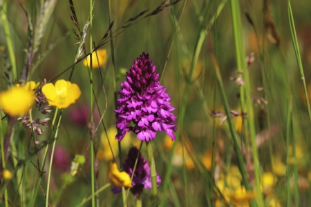 June : Pyramidal Orchid