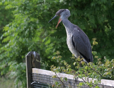 June : Heron - with digestion issues?