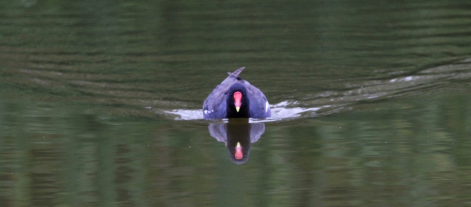 June : Moorhen - direct approach