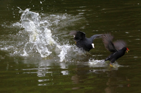 June : Coot vs Moorhen with Moorhen losing