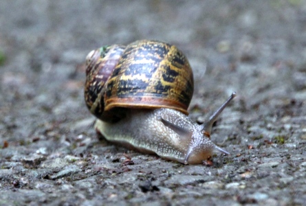June : Snail - it was a slow day