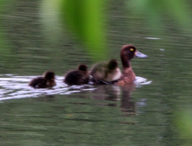 July : Tufted Duck mother and chicks (interesting mode of transport)
