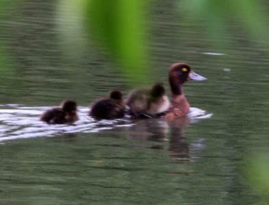 July : Tufted Duck mother and chicks (interesting mode of transport)