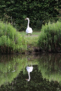 July : Swan symmetry