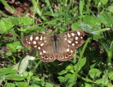 July : Speckled Wood Butterfly