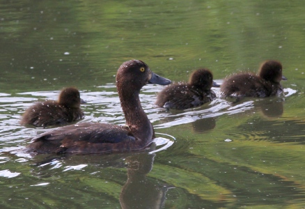 July : Tufted Duck mother and chicks