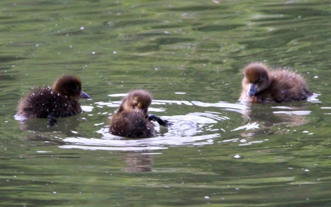 July : Tufted Duck chicks