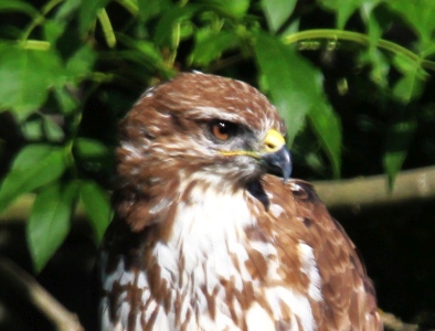 July : Buzzard