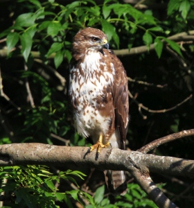 July : Buzzard