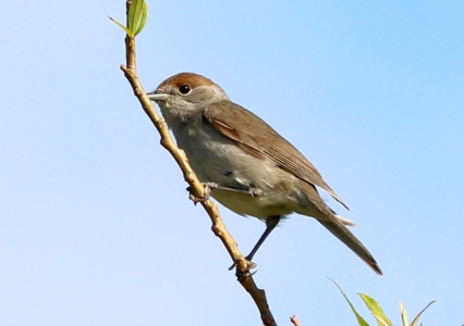 July : Blackcap female