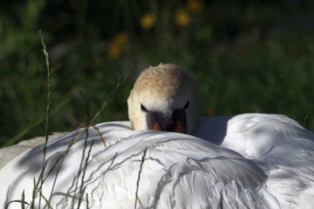 July : Swan - You looking at me?