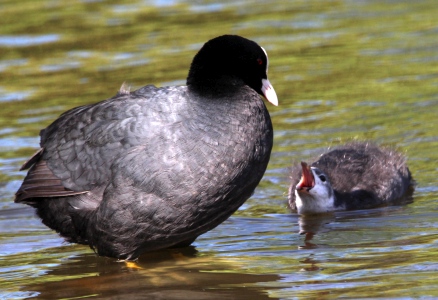 July : Baby Coot begging from parent