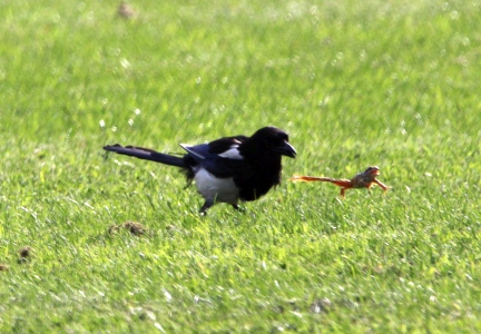 July : Magpie hunting a frog. You can guess who won