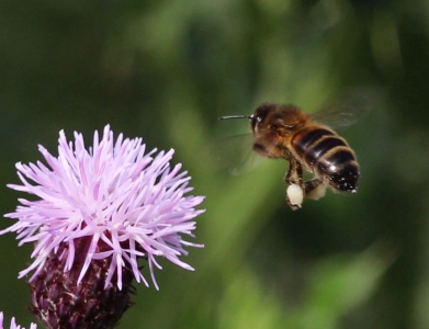 July : Honey Bee (with lots of honey) and Thistle