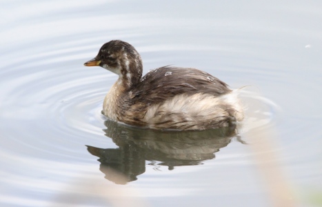 July : Little Grebe (probably a juvenile)