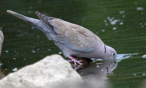 August : Collared Dove having a drink