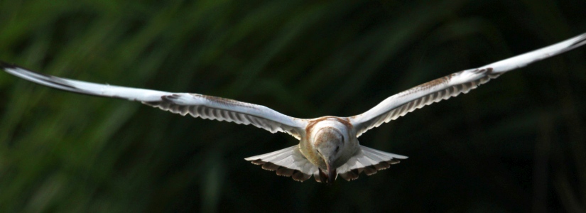 August : Juvenile Black Headed Gull