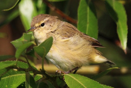 August : Chiffchaff