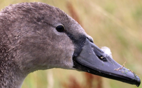 August : Swan cygnet