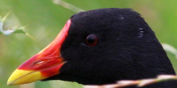 August : Moorhen portrait