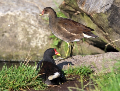 August : Moorhens, young and old