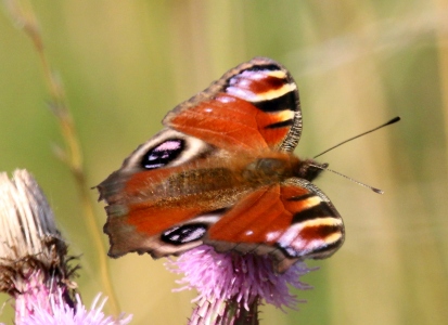 August : Peacock Butterfly
