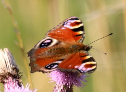 August : Peacock Butterfly