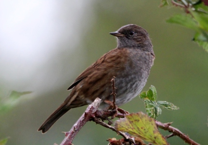 August : Dunnock