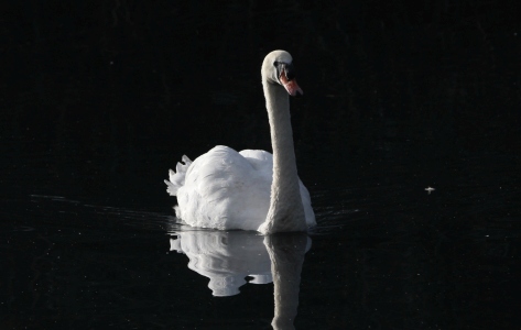September : Mute Swan