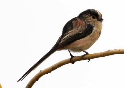 September : Long Tailed Tit