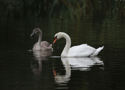 September : Mute Swan and Cygnet