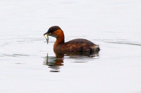 September : Little Grebe having breakfast