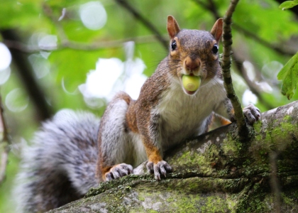 September : Sorry, cannot stop to talk, my mouth is full - Grey Squirrel