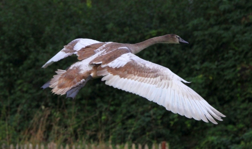 September : Cygnet showing what his white flight feathers are for