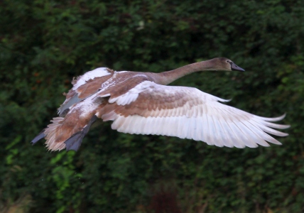 September : Cygnet having moulted proper flight feathers