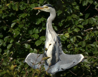 September : Heron in Yoga Position