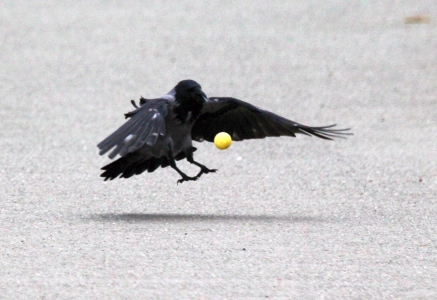 September : Hooded Crow with golf ball that it thinks is an egg ...