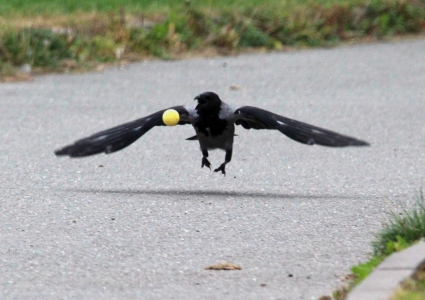 September : I watched this crow for about 5 minutes, and